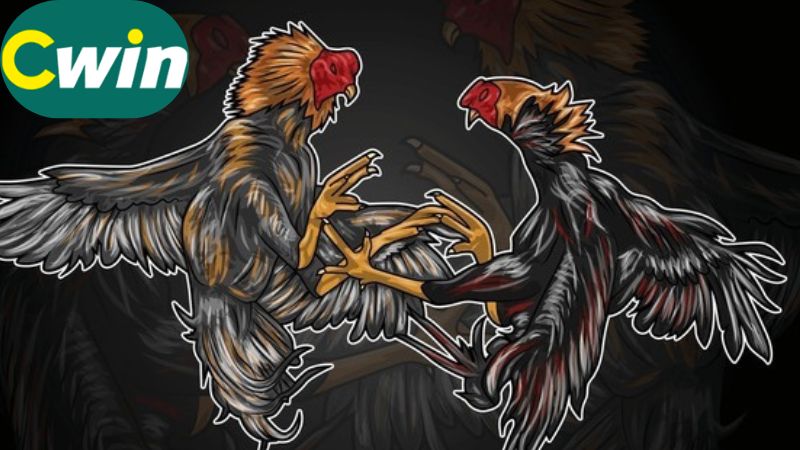 Tổng quan về thuật ngữ đá gà