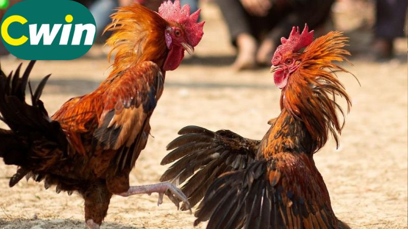 Thuật ngữ về giống và loại gà